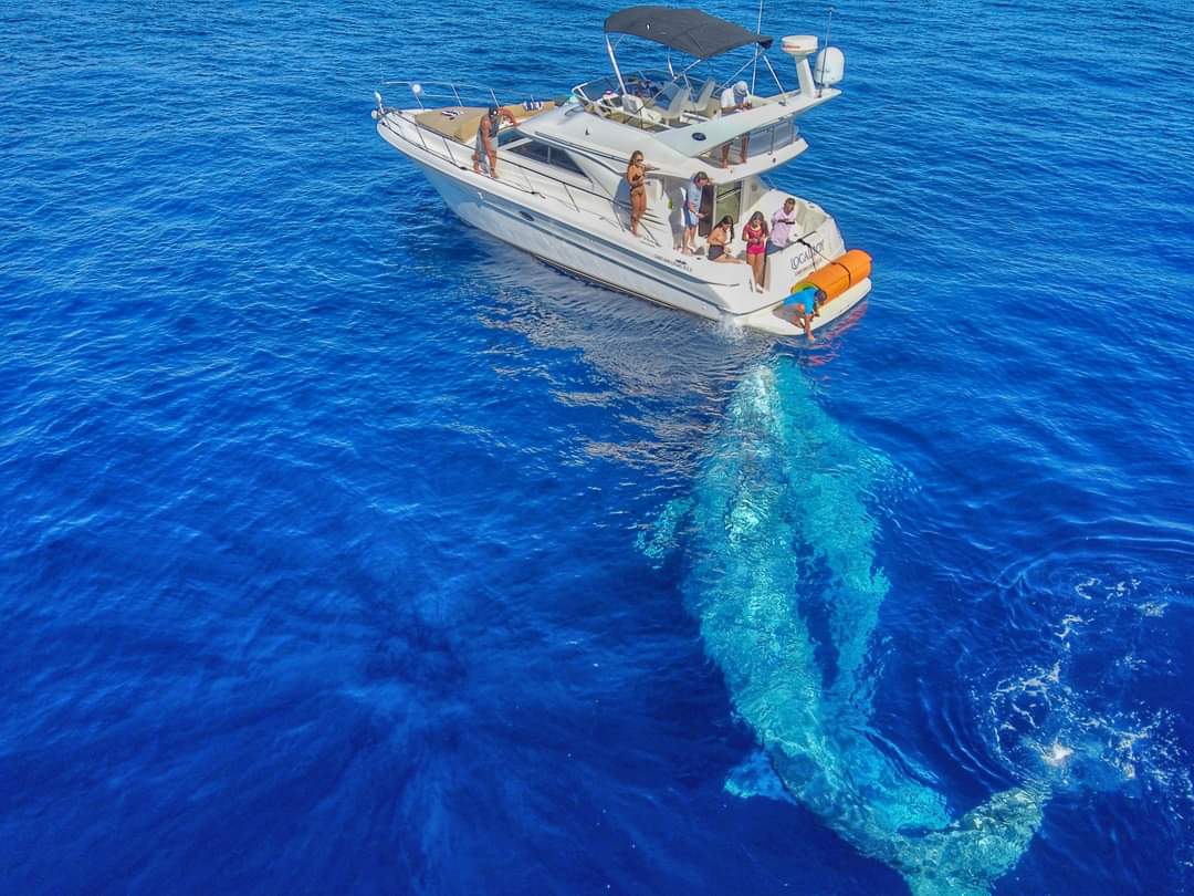 Local Boy – Sea Ray 44ft en Los Cabos